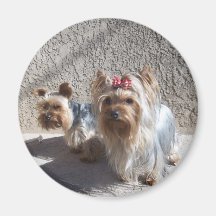 Aimant de Yorkshire Terrier
