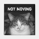 "" Aimant désagréable non en mouvement de chat