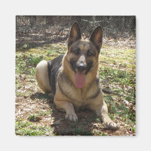 Aimant d'image de chien de berger allemand