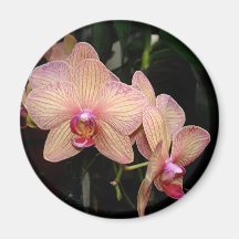 Aimant d'orchidée