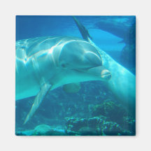 Aimant espiègle de dauphins
