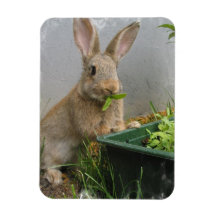 Aimant flexible de lapin de lapin magnets en rectangle