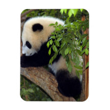 Aimant géant de prime d'ours panda magnet