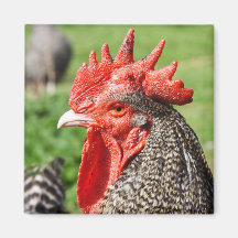 Aimant gris écossais de photographie de coq