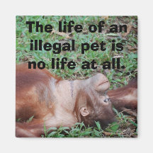 Aimant illégal du commerce d'animal familier