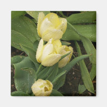 Aimant jaune de tulipes