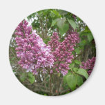 Aimant : Lilas