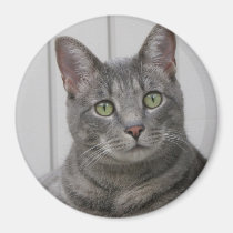 Aimant mignon de chat magnets