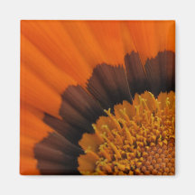 Aimant orange de Gazania