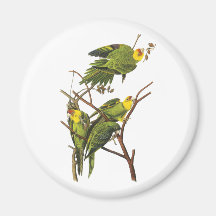 Aimant : Perruche - par John Audubon