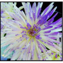 Aimant pourpre de fleur photo sculptures