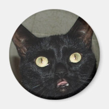 Aimant pur de Cattitude