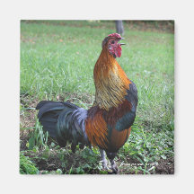 Aimant rappelant de photo de nature de coq