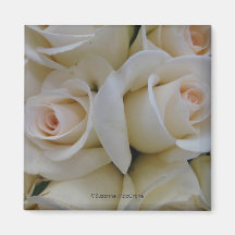 Aimant romantique de carré de ~ de roses blancs