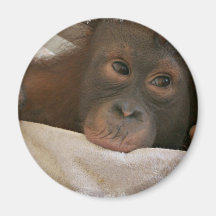 Aimant rond de chimpanzé de bébé