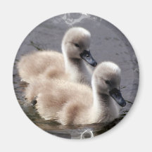 Aimant rond de cygnes de bébé