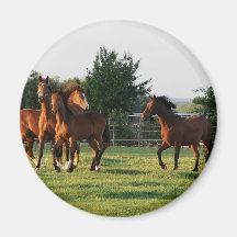 Aimant rond de rassemblement de cheval sauvage