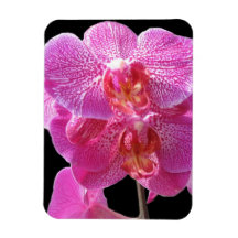 Aimant rose de floraison de prime d'orchidée magnet