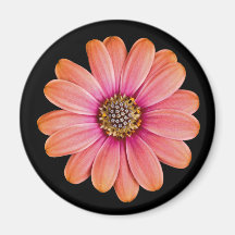 Aimant rose de marguerite