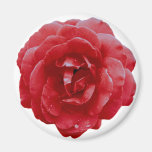 Aimant - rose rouge rouge