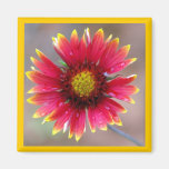 Aimant rouge et jaune de fleur sauvage