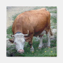 Aimant suisse de vache à Alpes