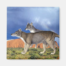 Aimant tasmanien de tigre