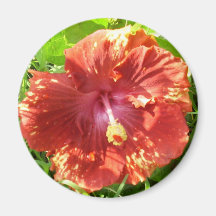 Aimant tropical de ketmie