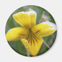 Aimant violet jaune