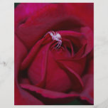 Aimer le rose rouge et signification prospectus