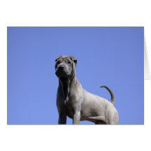 Aimez-moi, aimez mon chien… carte de vœux