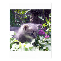 Aimez-moi amour MON chat Cartes Postales