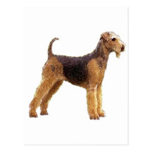 Airedale Terrier Carte Postale