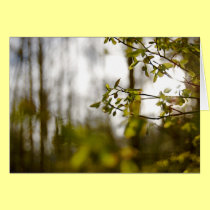 Airelles cartes