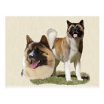 Akita Carte Postale