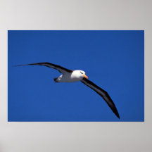 Albatros Noir-Browed en vol Affiches