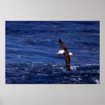 Albatros Noir-Browed en vol Posters
