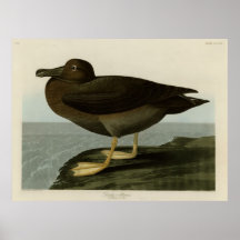 Albatros sombre affiche
