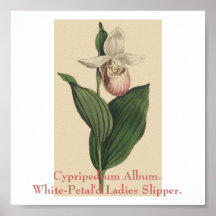 Album de Cypripedium. Pantoufle de dames Blanche-P Poster