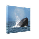 Alimentation de baleine de bosse toile tendue