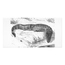 Alligator américain cartes de vœux avec photo