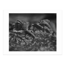 Alligator américain de CARTE POSTALE - la Caroline