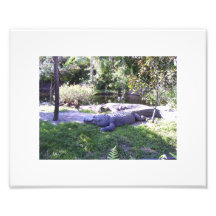 Alligator américain photos d’art