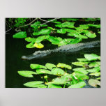 Alligator dans les marais parc national, la Florid Affiches