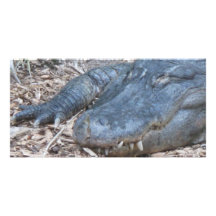 Alligator dans son habitat naturel photocarte personnalisée