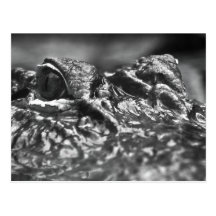 Alligator de crainte de cap de CARTE POSTALE - la 