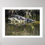 Alligator, marais, la Floride Posters