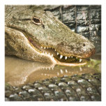 Alligator montrant des dents dans les réflexions cartons d'invitation