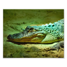 Alligator Photographes