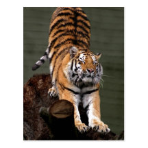 Altaica du Tigre de Panthera de description, zoo d Carte Postale